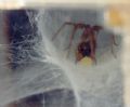 Tegenaria sp.